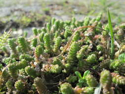 Image of Biting Stonecrop