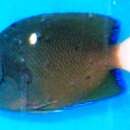 Image of Clipperton Angelfish