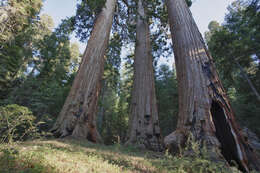 Image of giant sequoia