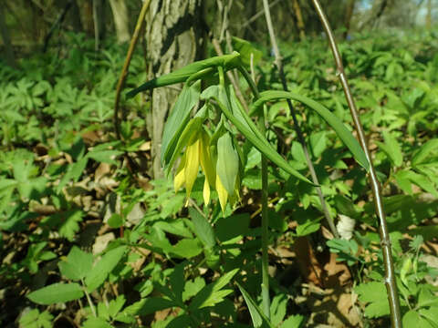 Image of largeflower bellwort