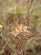 Imagem de Centaurea melitensis L.