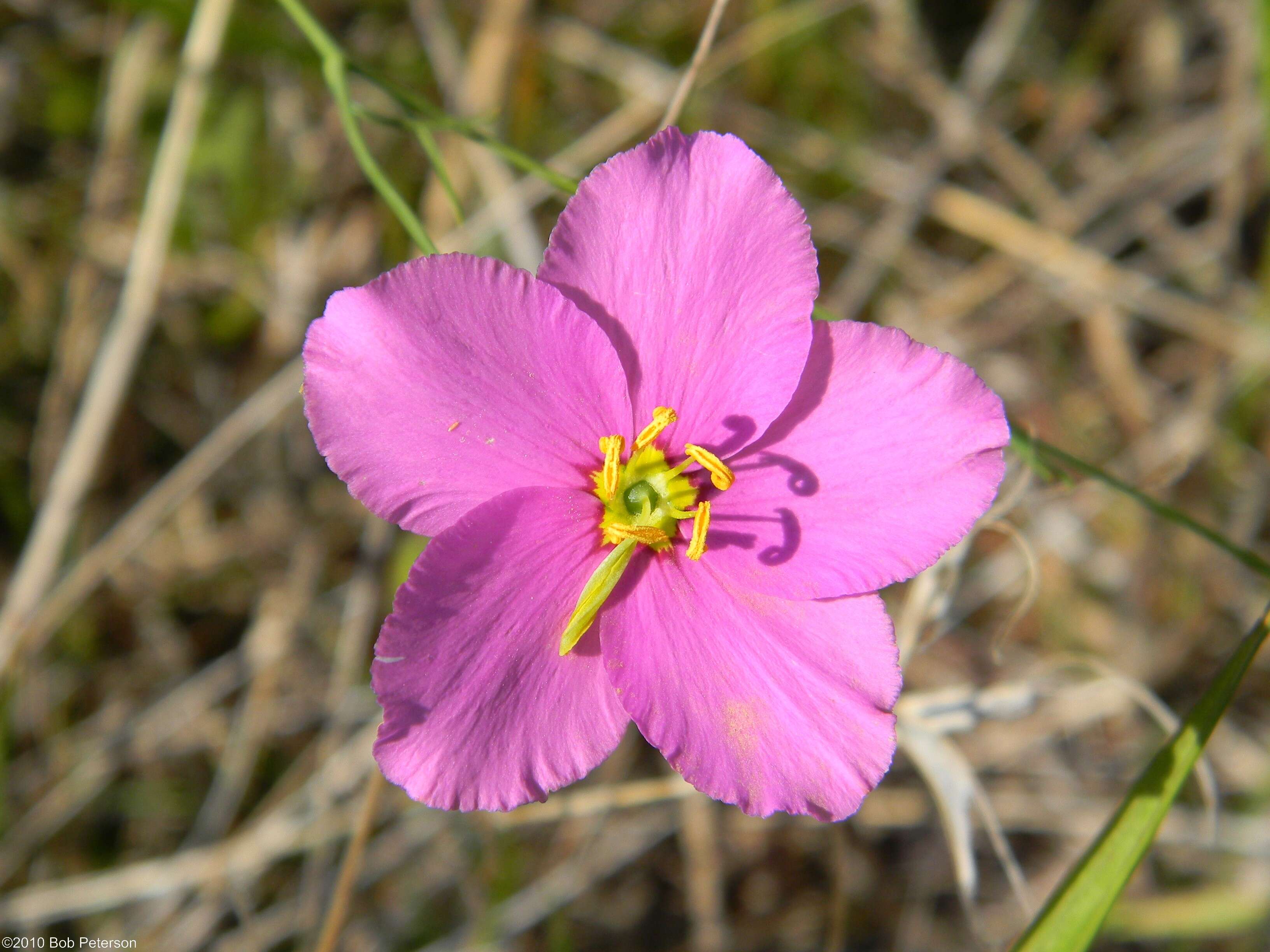 Image of largeflower rose gentian