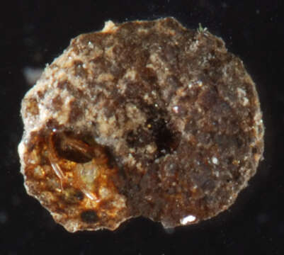 Image of snail-case caddisflies