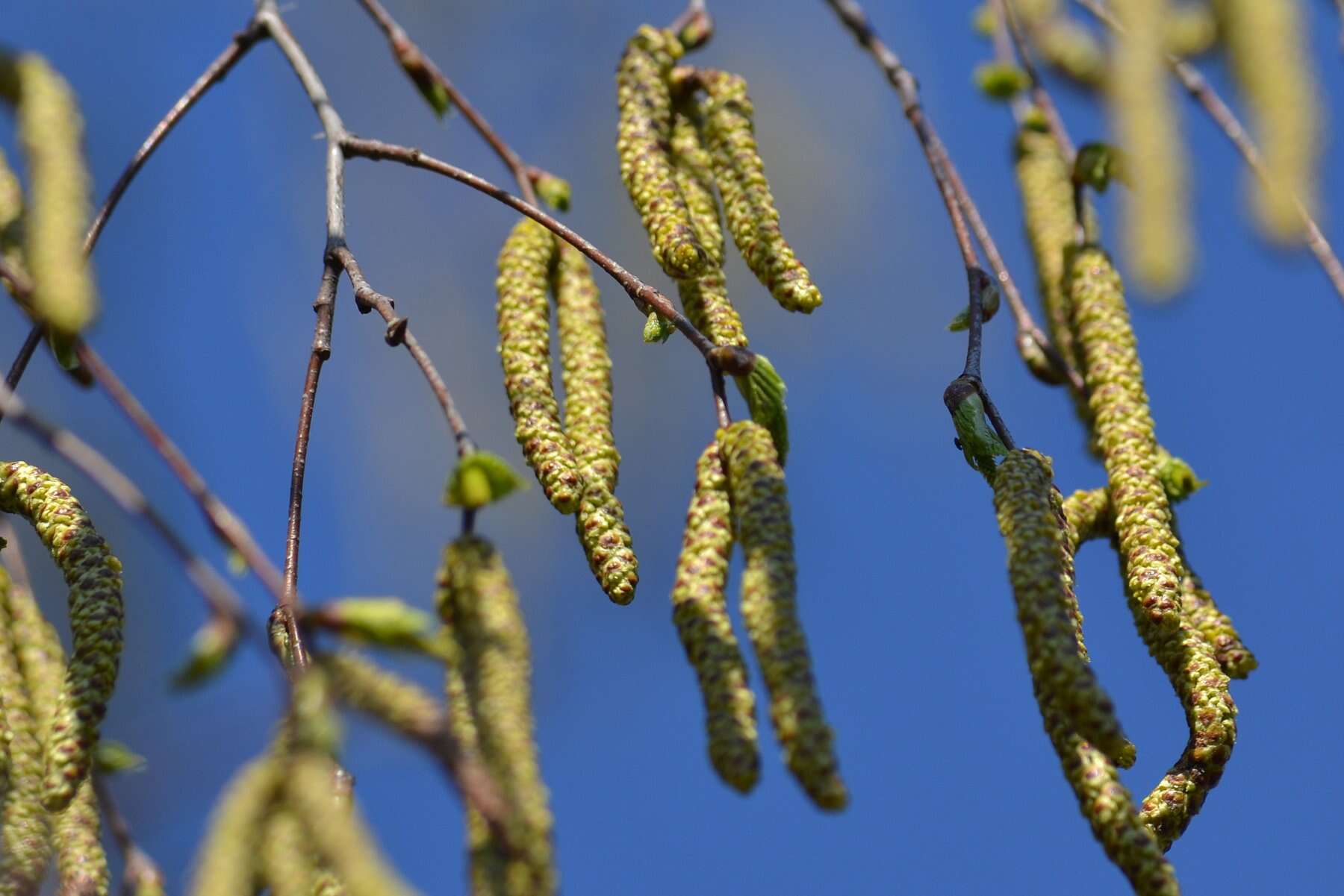 Image of Common Birch