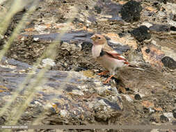 Image of Mongolian Finch