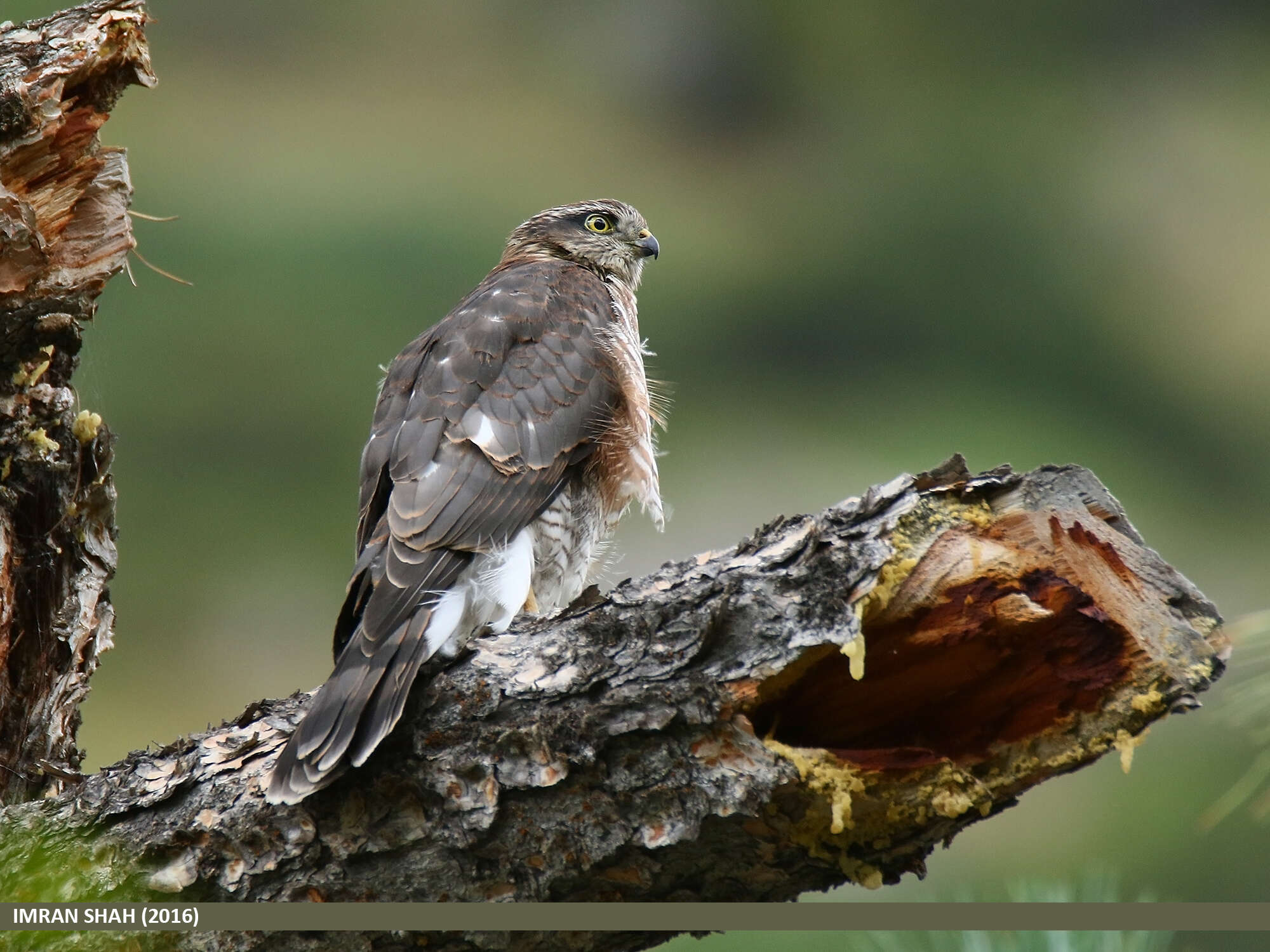 Image of Eurasian Sparrowhawk