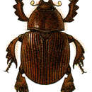 Image of Dynamopodinae