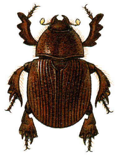 Image of Dynamopodinae