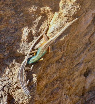 Image of Broadley’s flat lizard