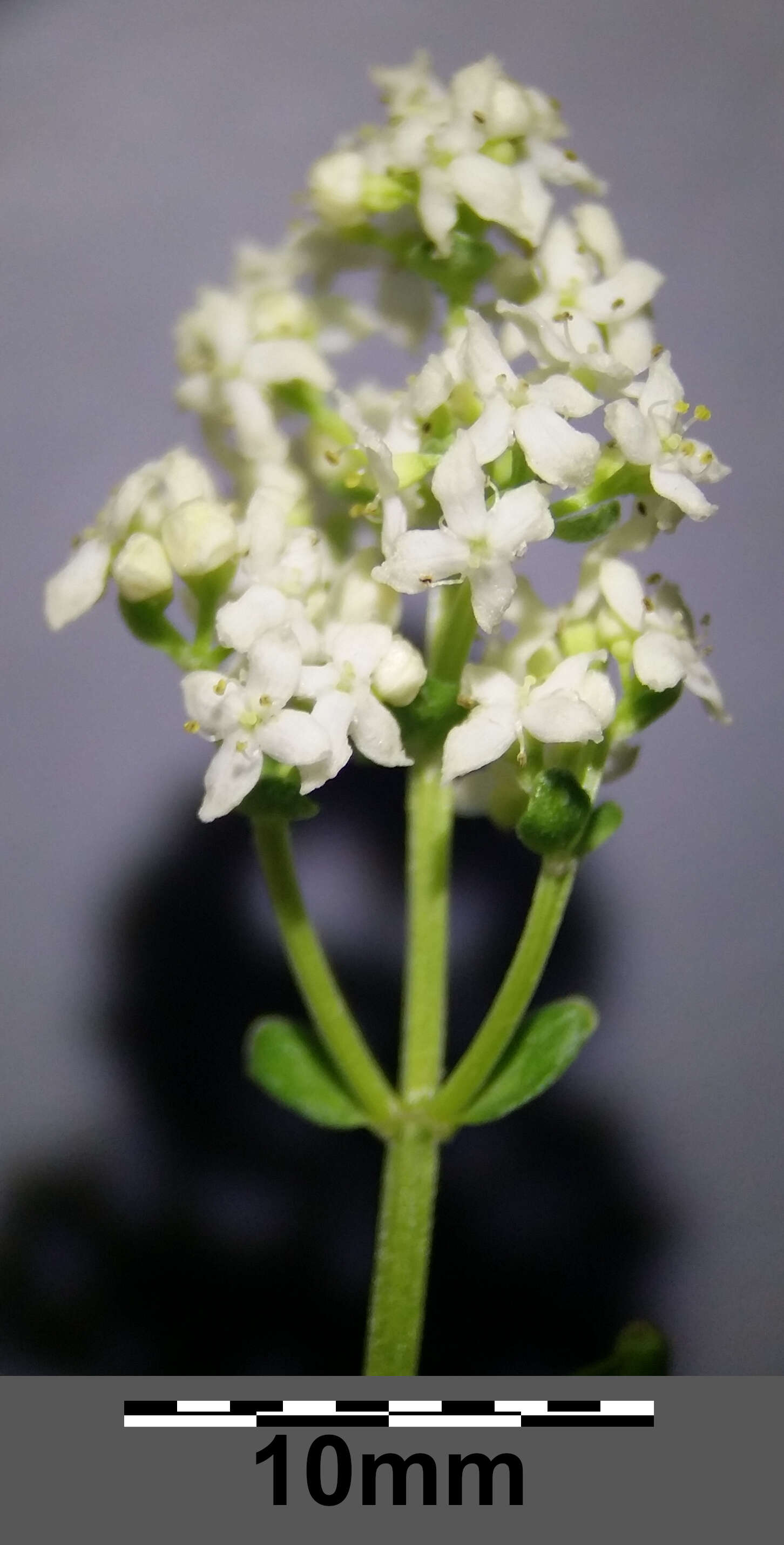 Imagem de Galium boreale L.