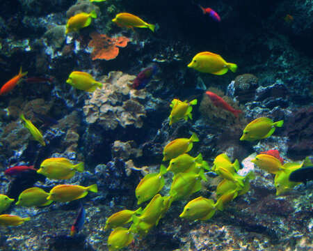 Image of Lemon Sailfin