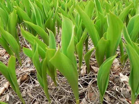 Image of convallaria