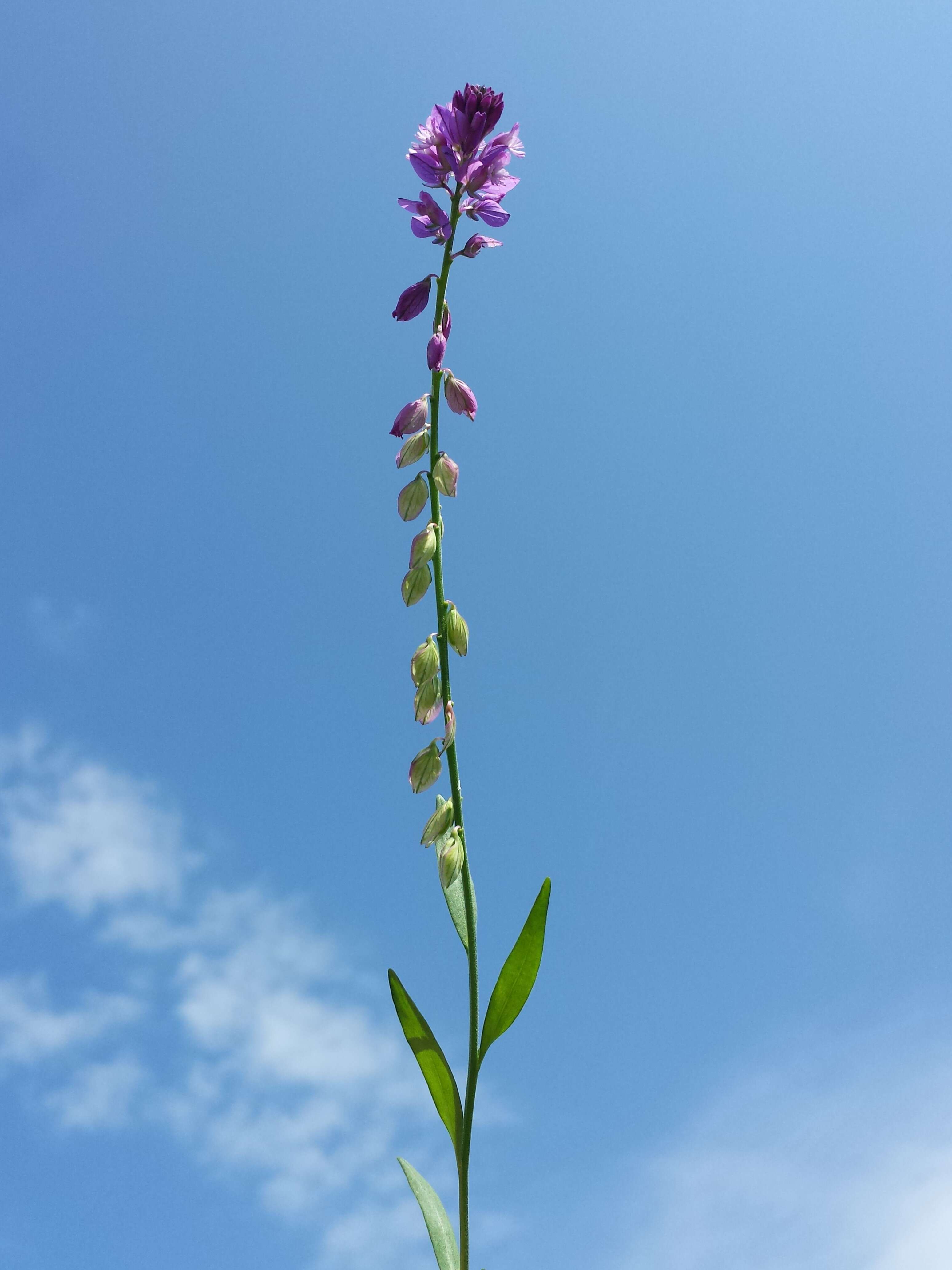 Image of tufted milkwort