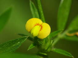 Image of shrubby pencilflower