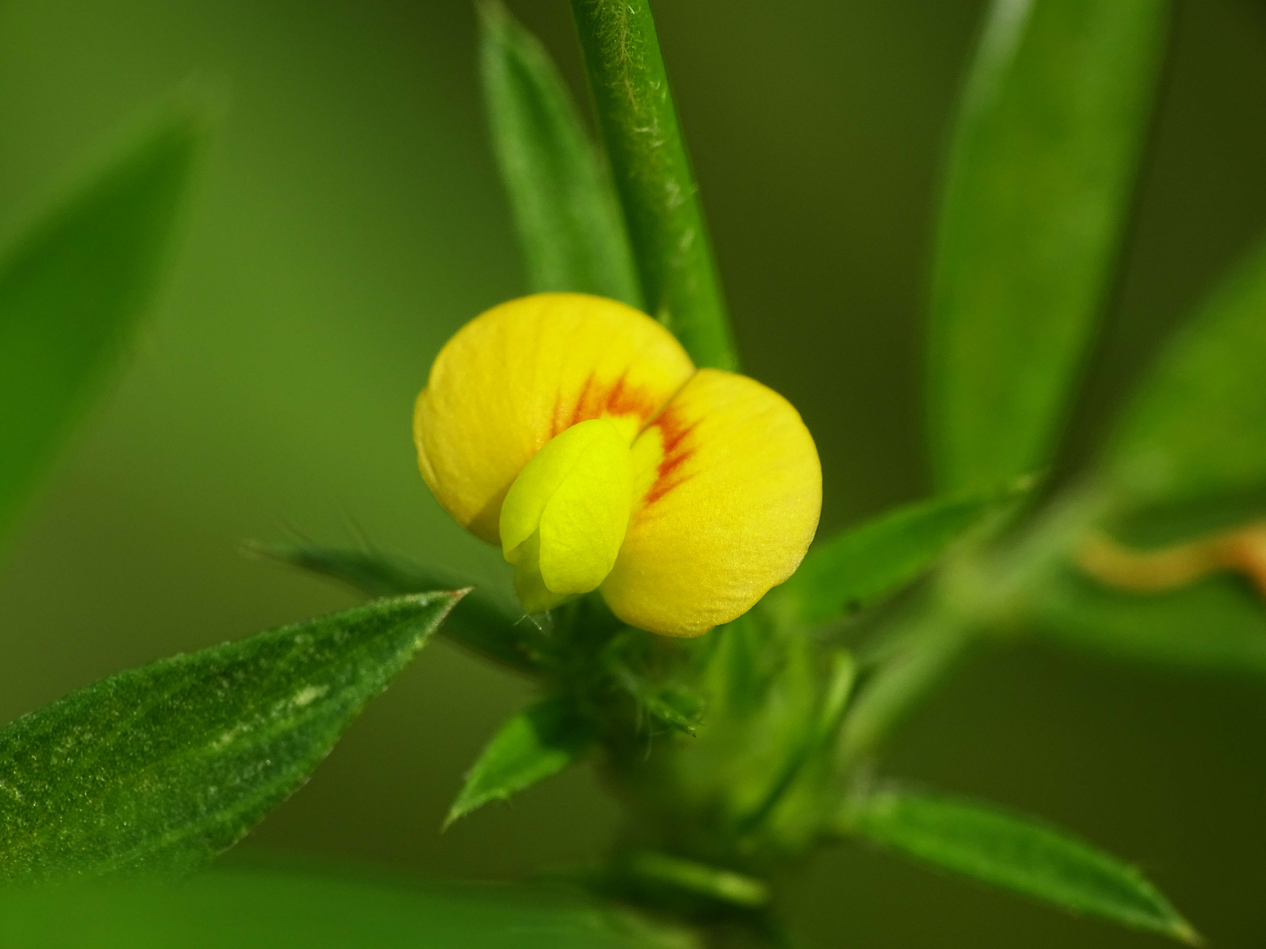 Image of shrubby pencilflower