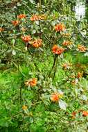 Image of Cinnabar-flowered Rhododendron