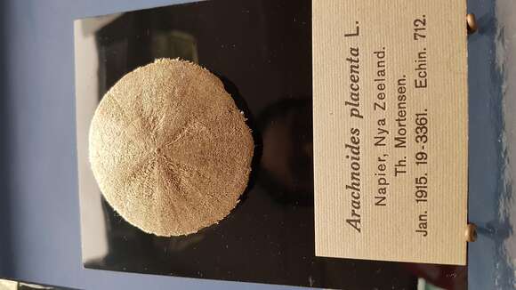 Image of cake sand dollar