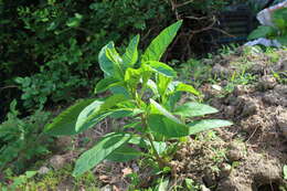 Image of American Nightshade