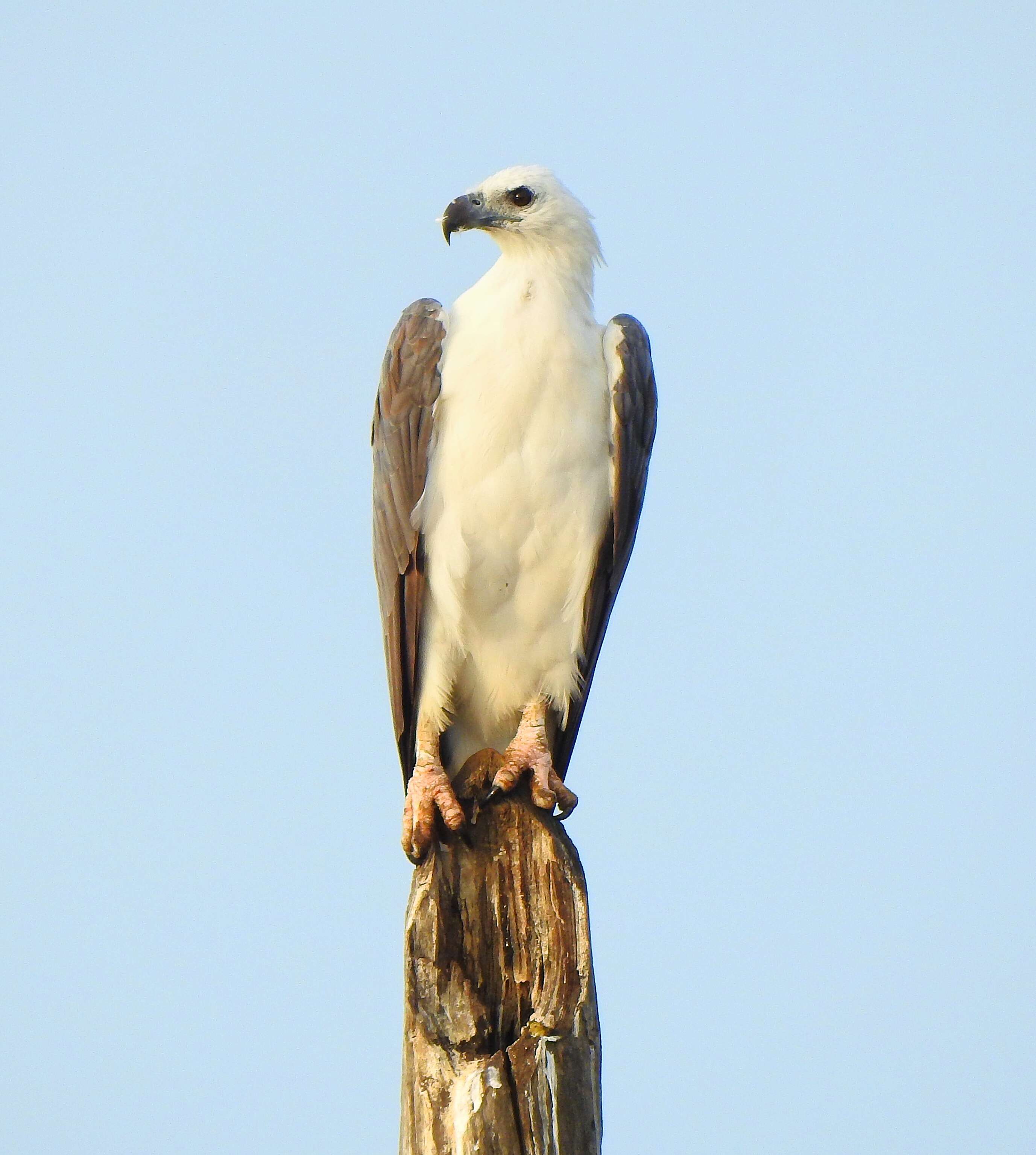 Image of White-bellied Sea Eagle