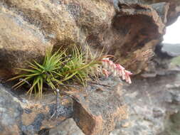 Image of Dracophyllum secundum R. Br.