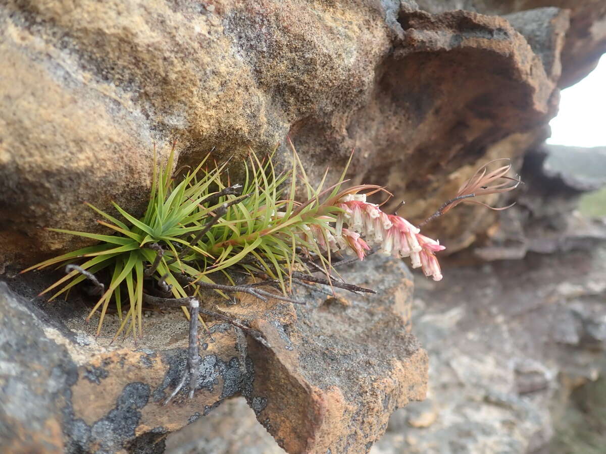 Image of Dracophyllum secundum R. Br.