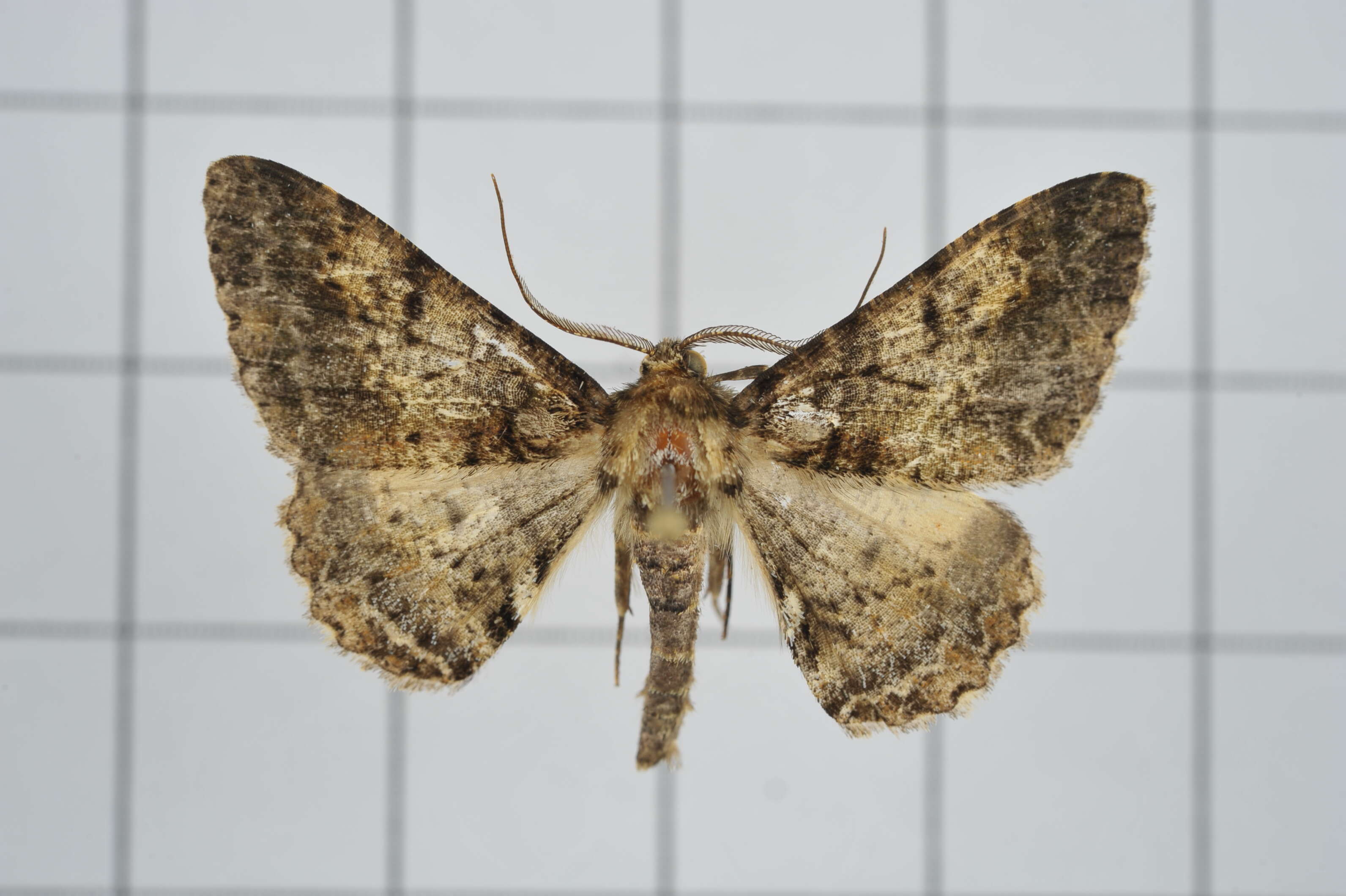 Image of Alcis taiwanovariegata