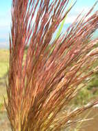 Image of purple pampas grass