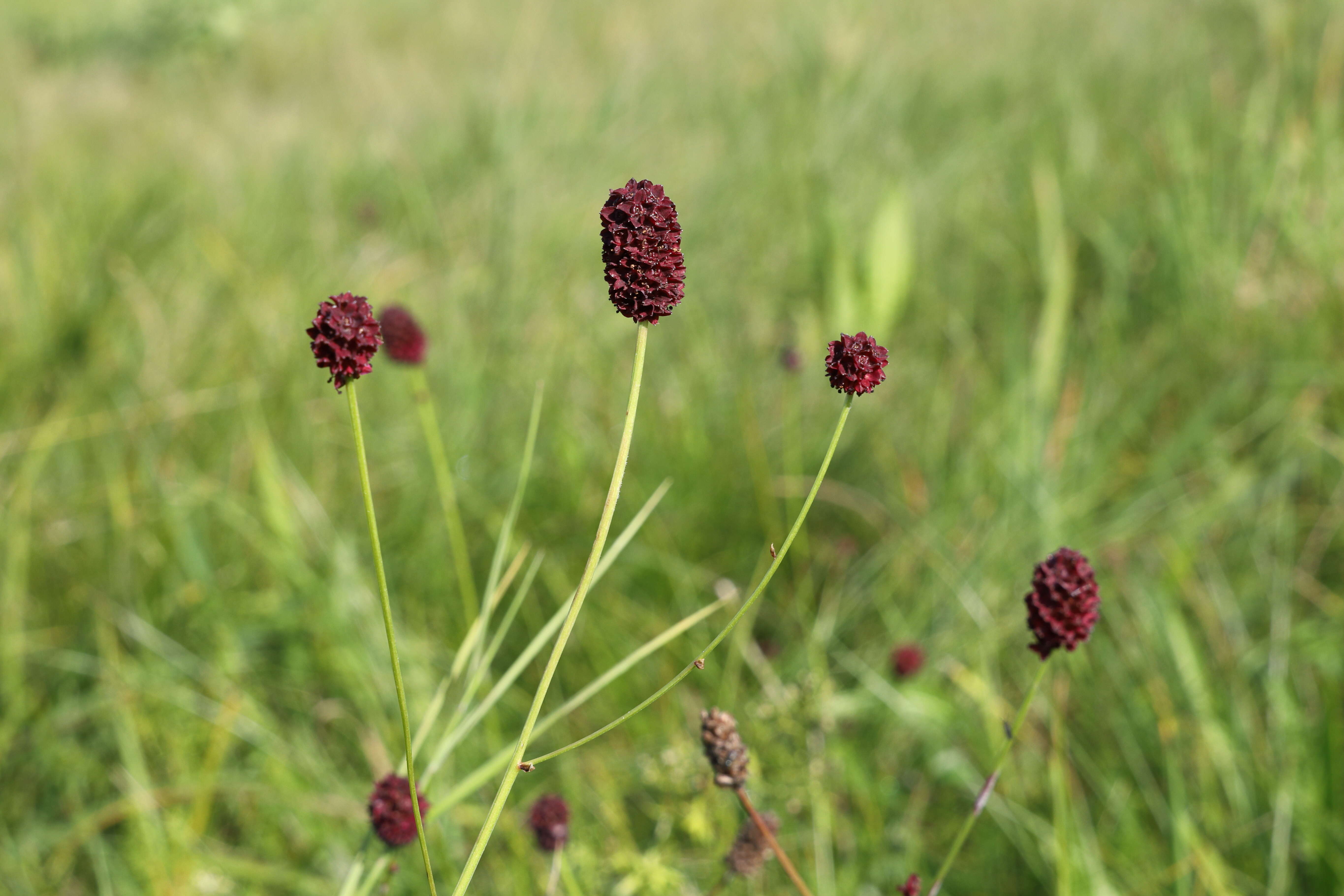 Image de Sanguisorbe officinale