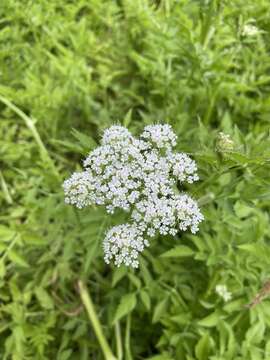 Слика од Oenanthe javanica (Bl.) DC.