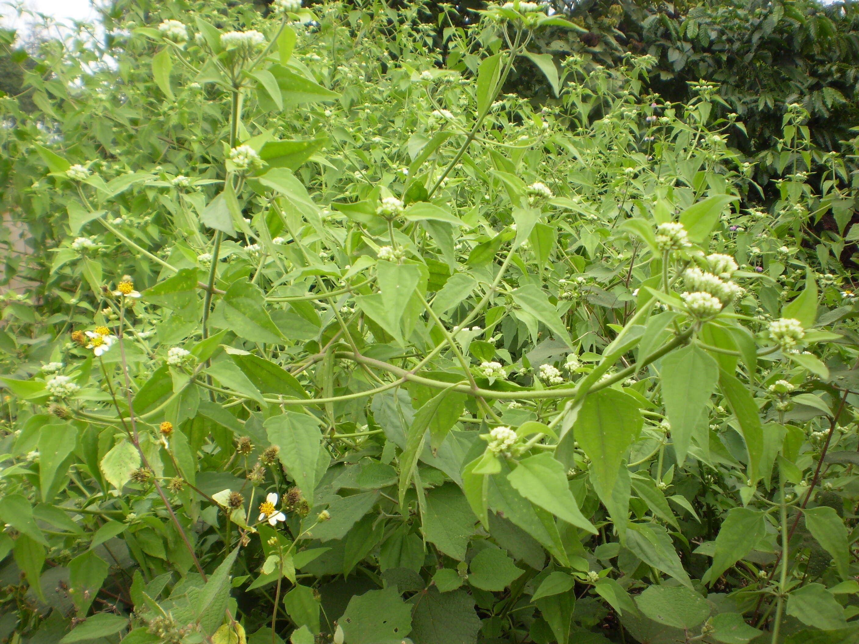 Image of Jack in the bush