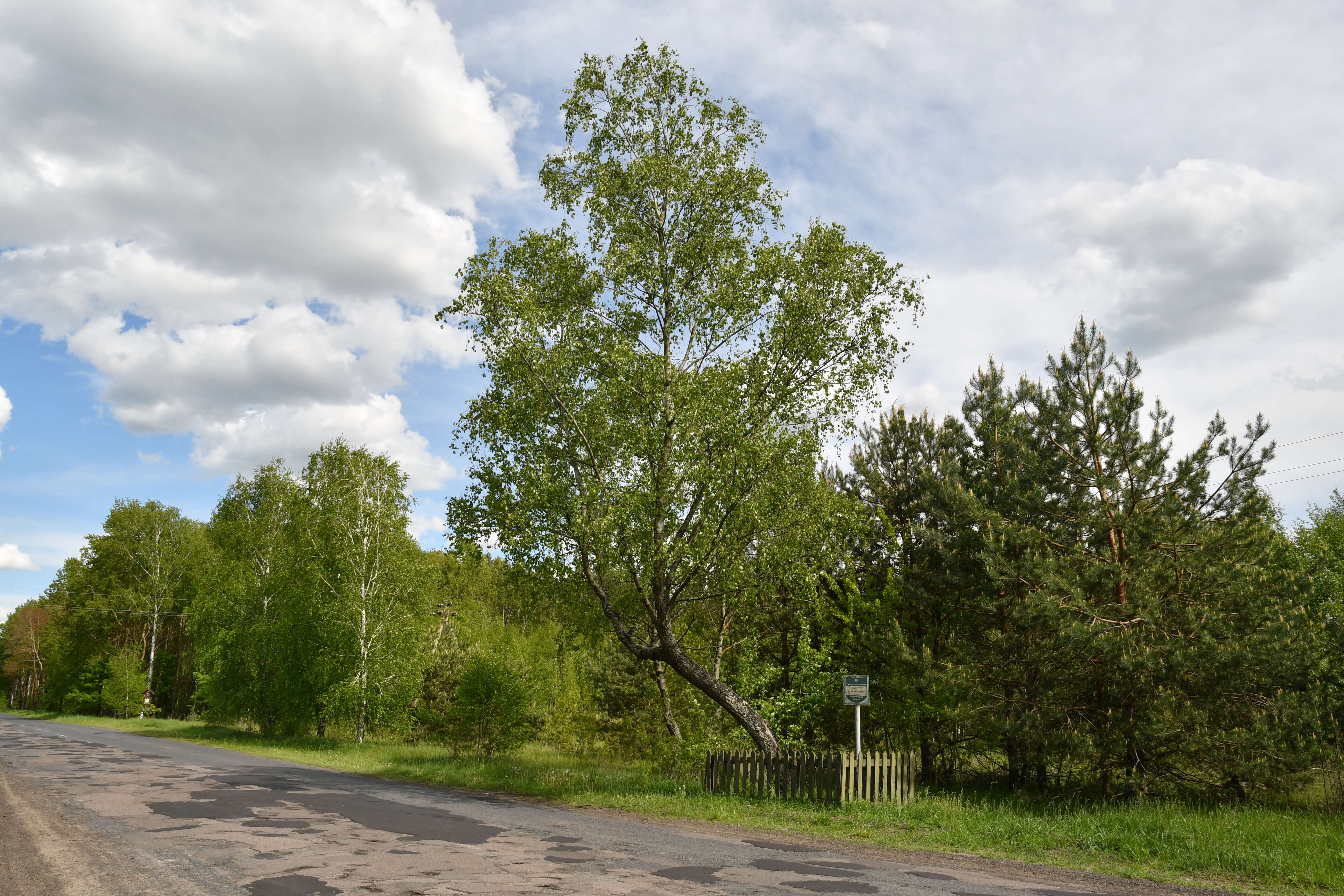 Image of Black Birch