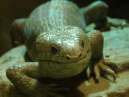 Image of Solomon Island skinks