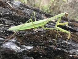 Image of Chinese mantis