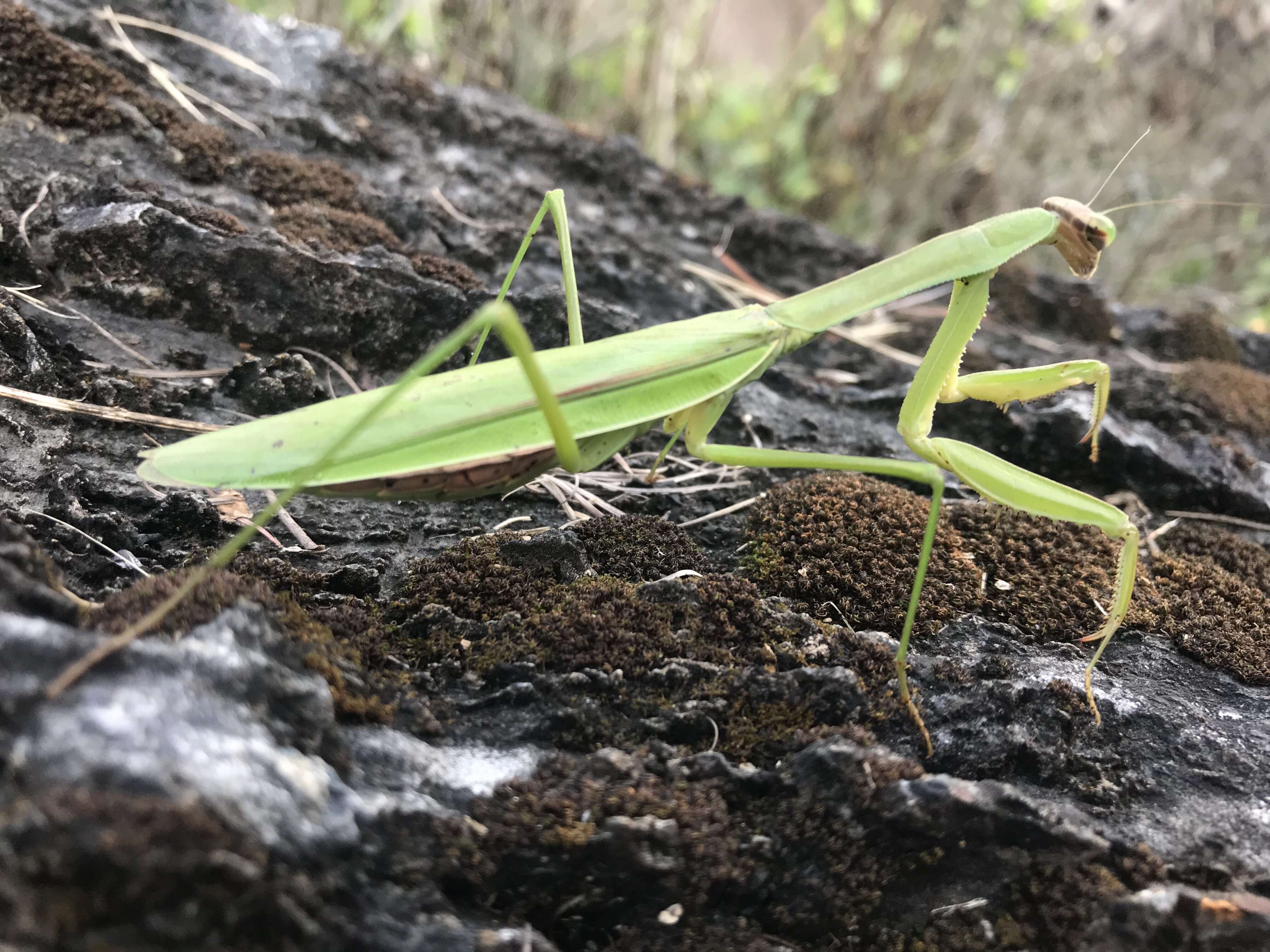 Image of Chinese mantis