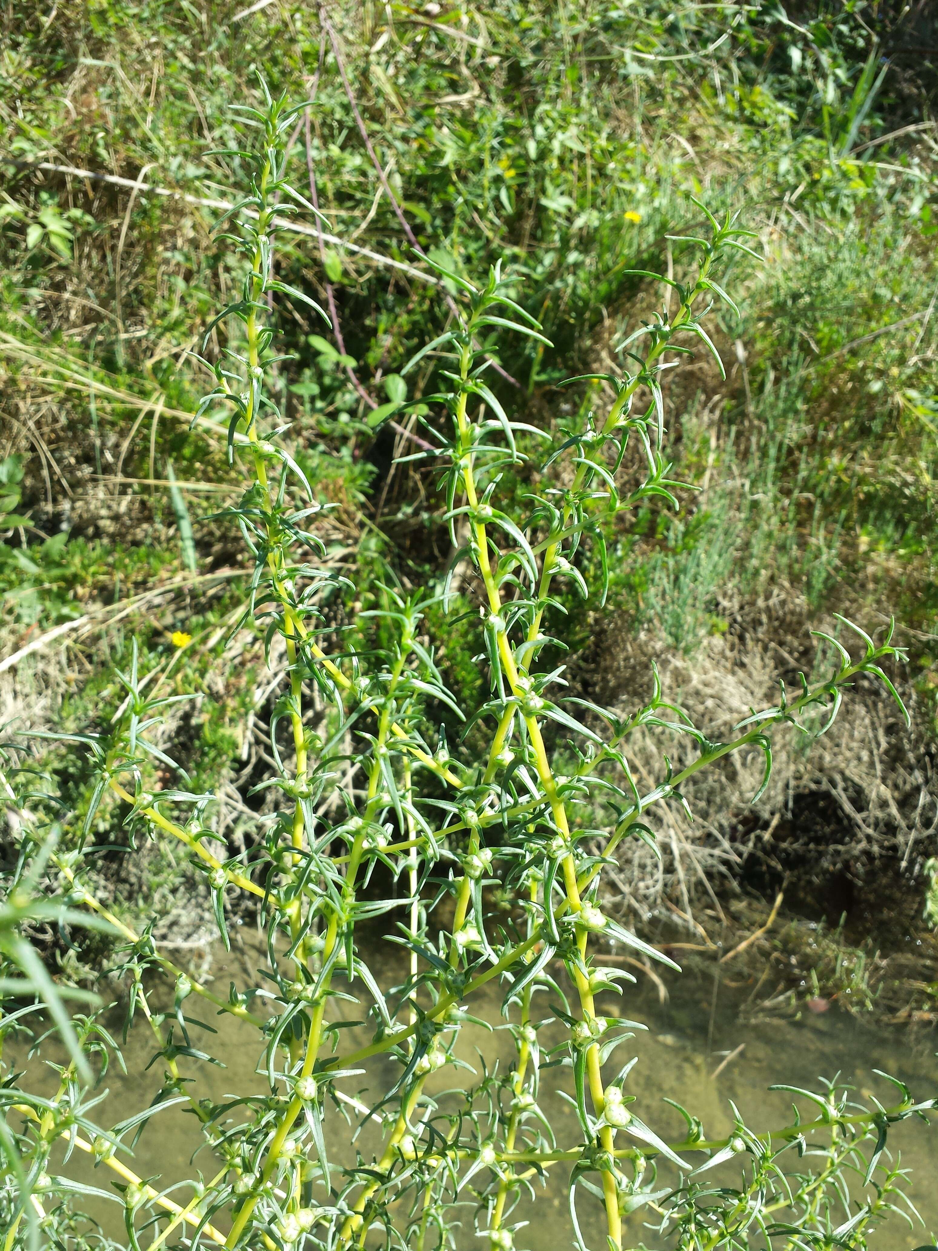 Imagem de Salsola soda L.