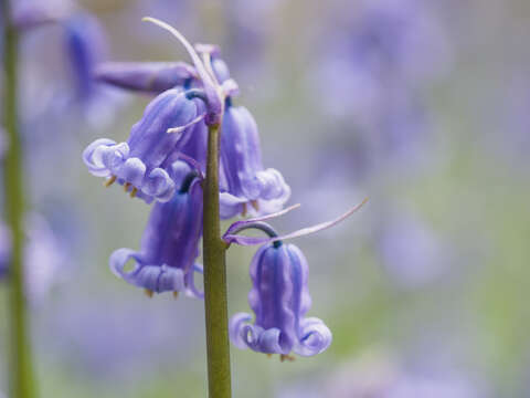 Image of hyacinthoides