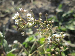 Image of shepherd's purse