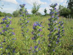 Imagem de Echium vulgare L.