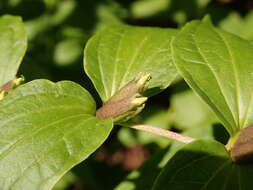 Image of Gentiana asclepiadea L.