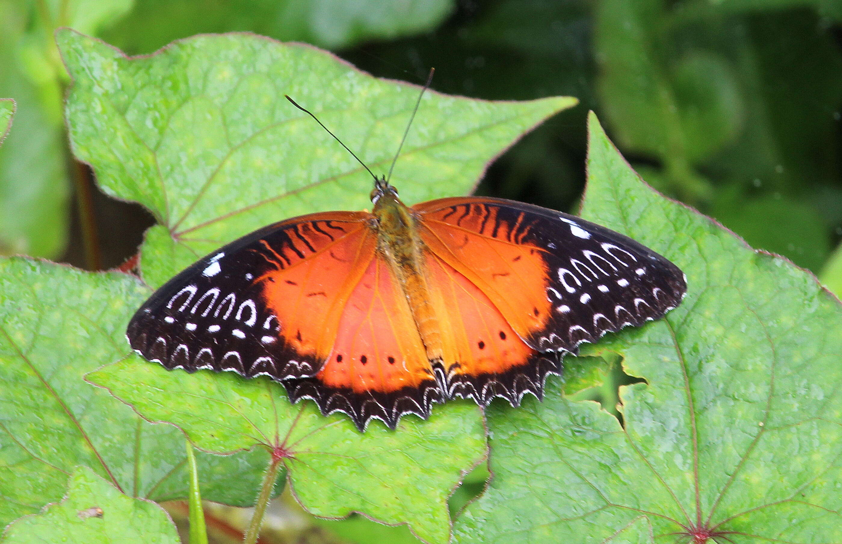 Cethosia biblis Drury 1770 resmi