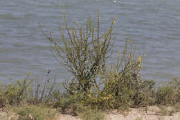 Image of wavyleaf mullein