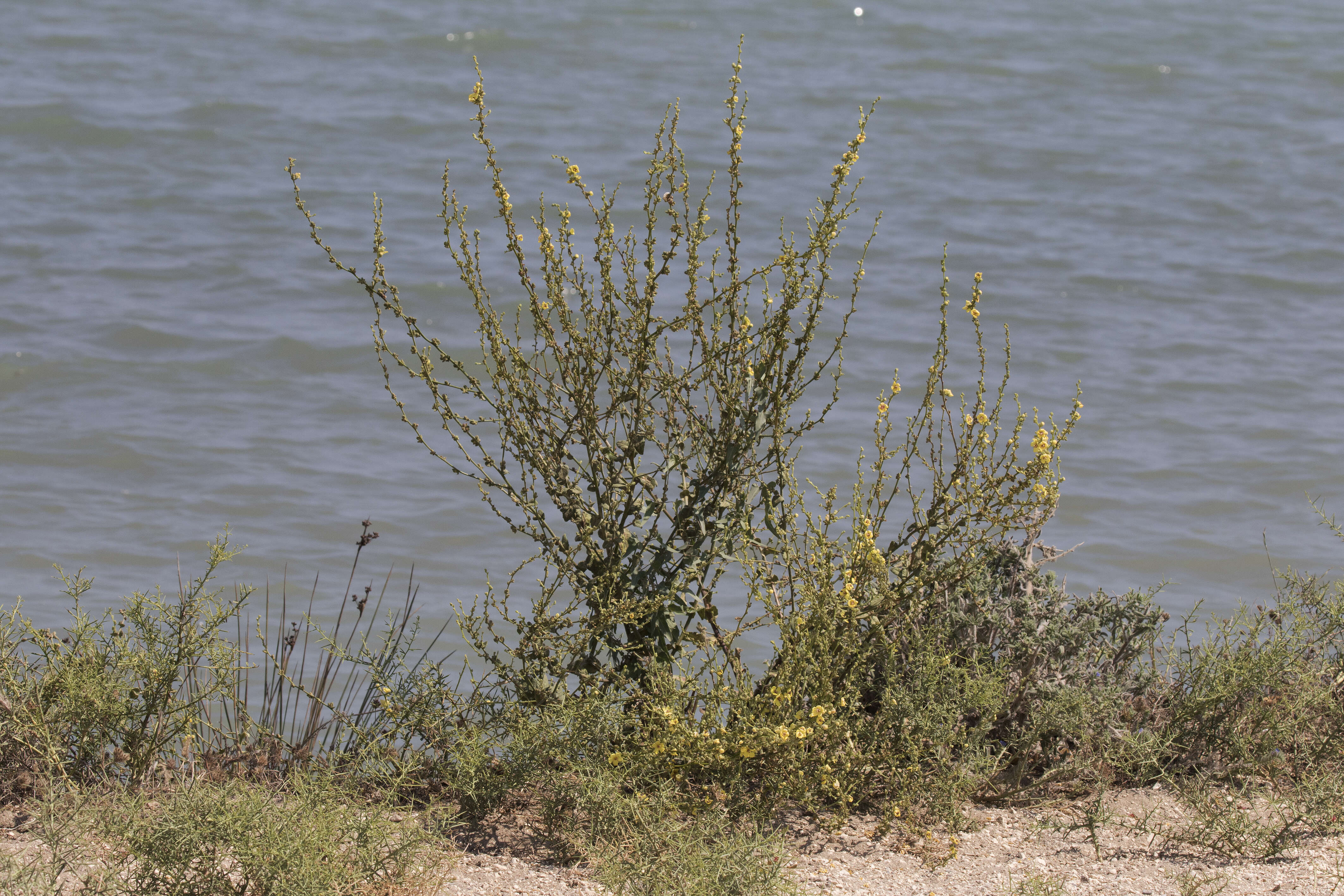 Image of wavyleaf mullein