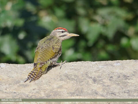 Image of Scaly-bellied Woodpecker