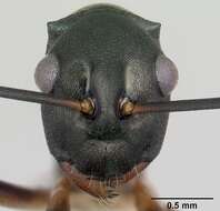 Image de Polyrhachis hippomanes Smith 1861