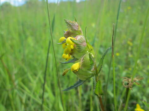 Image of Yellow rattle