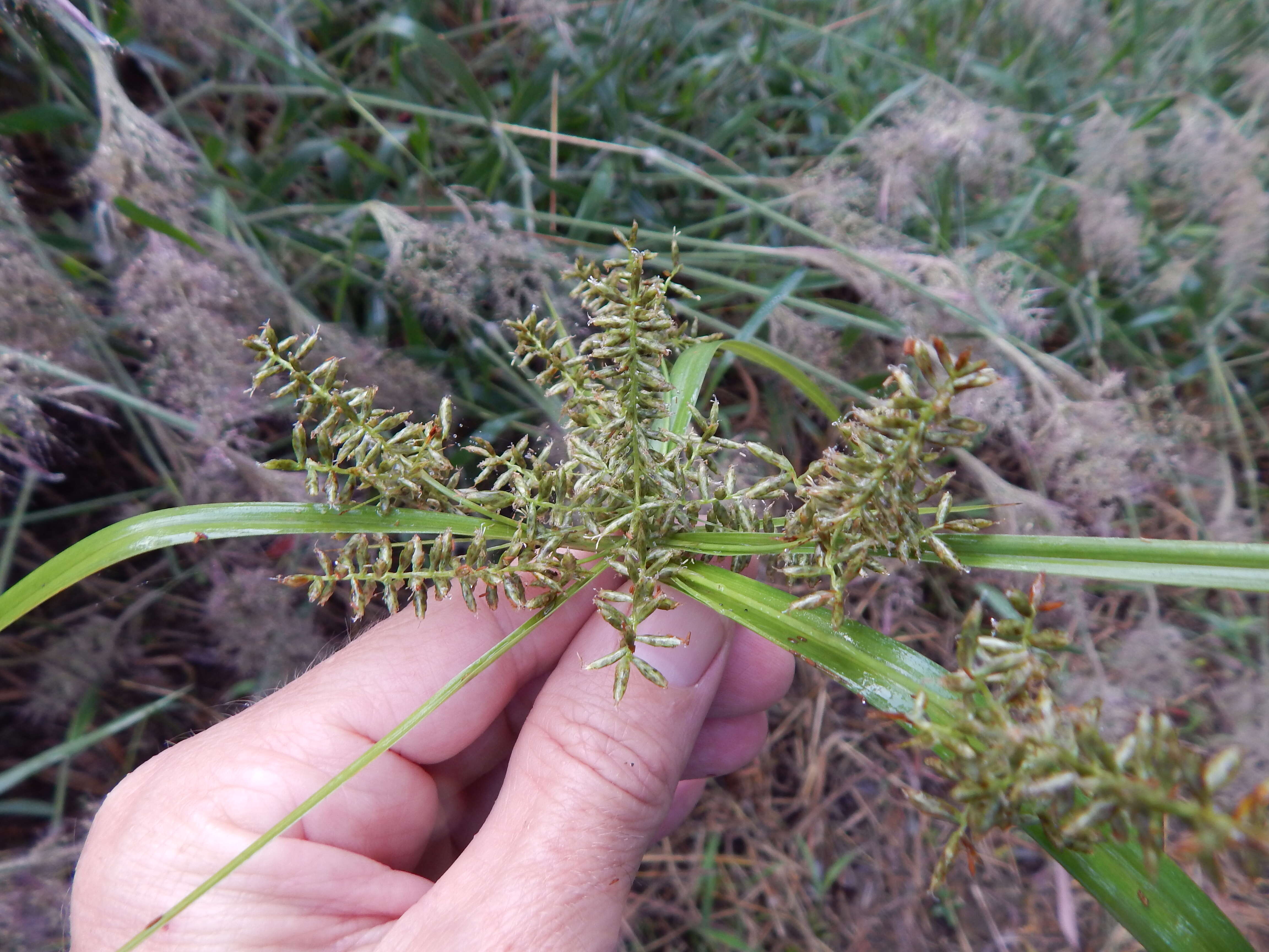 Image de Cyperus hillebrandii Boeckeler