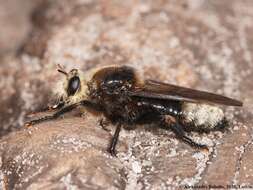 Image of Laphria gibbosa