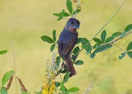 Pachyramphus aglaiae (Lafresnaye 1839) resmi