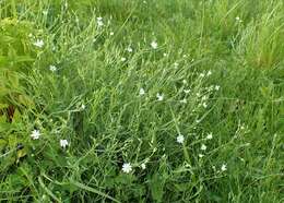 صورة Stellaria palustris Ehrh. ex Retz.