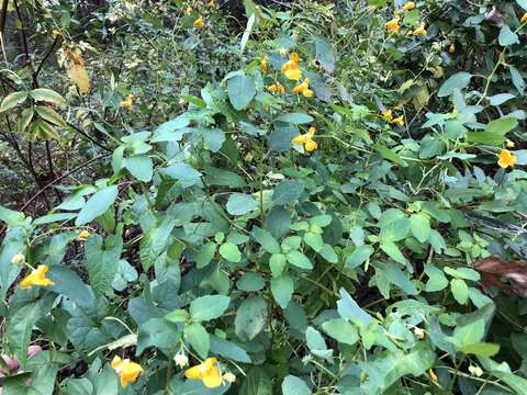 Image of jewelweed